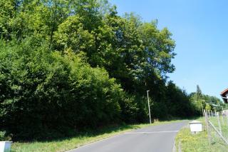 Blick in die Osterburgstraße in östliche Richtung